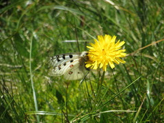 Parnassius phoebus