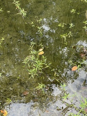 Lysimachia terrestris
