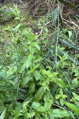 Epilobium roseum