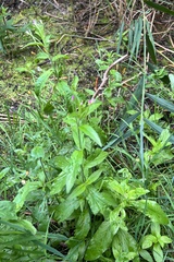 Epilobium roseum