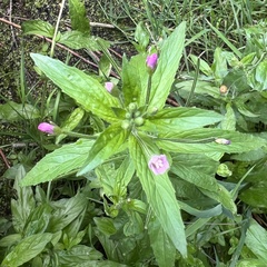 Epilobium roseum
