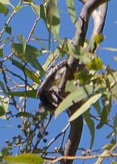 Melanerpes aurifrons