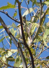 Melanerpes aurifrons