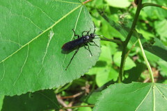 Protichneumon grandis