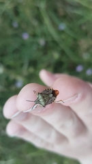 Carpocoris purpureipennis