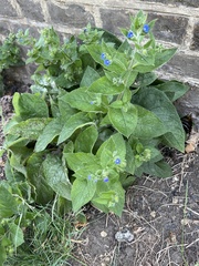 Pentaglottis sempervirens