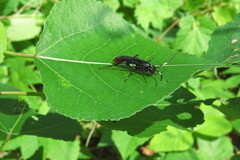 Protichneumon grandis