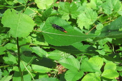 Protichneumon grandis