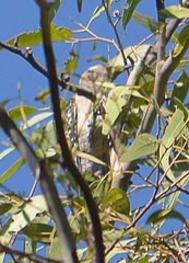 Melanerpes aurifrons
