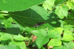 Protichneumon grandis