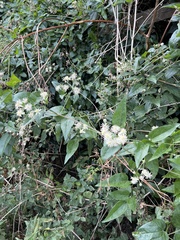 Clematis vitalba