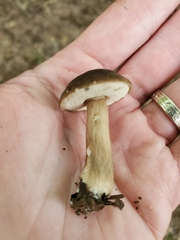 Porphyrellus sordidus