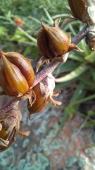 Dyckia encholirioides