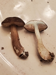 Porphyrellus sordidus