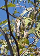 Melanerpes aurifrons