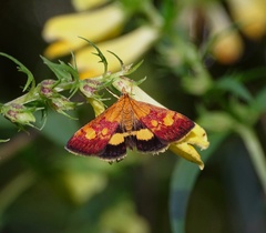 Pyrausta falcatalis