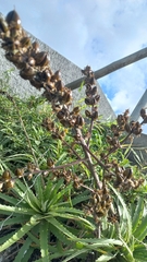 Dyckia encholirioides