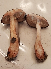 Porphyrellus sordidus