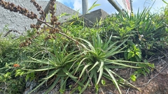Dyckia encholirioides