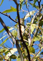 Melanerpes aurifrons