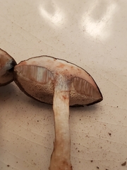 Porphyrellus sordidus