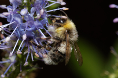 Bombus lucorum