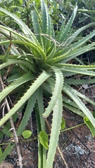 Dyckia encholirioides