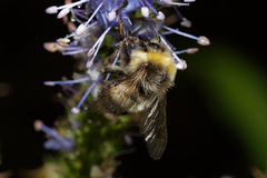 Bombus lucorum