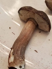 Porphyrellus sordidus