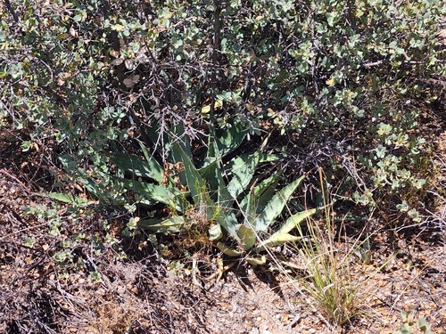Agave chrysantha