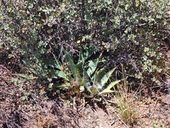 Agave chrysantha