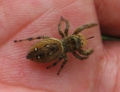 Phidippus clarus