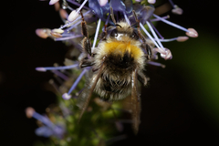 Bombus lucorum