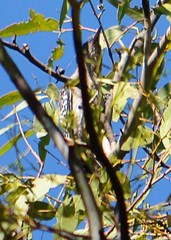 Melanerpes aurifrons