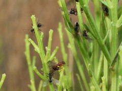 Cyphomyrmex wheeleri
