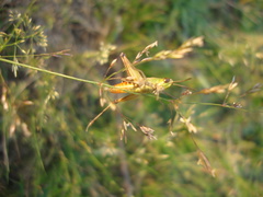 Omocestus panteli