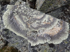Arctoparmelia