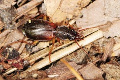 Cymindis