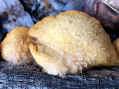 Crepidotus eucalyptorum