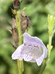 Physostegia angustifolia