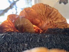 Crepidotus eucalyptorum