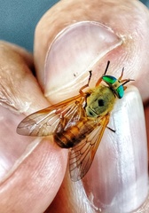 Silvius alpinus