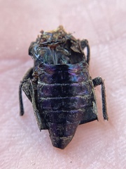Chalcophora angulicollis