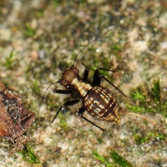 Bertkauia crosbyana