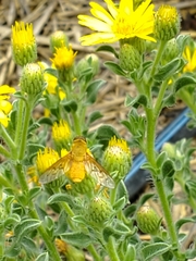 Chrysanthrax edititius
