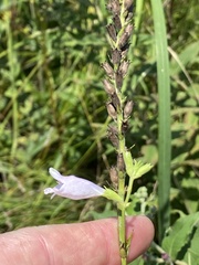 Physostegia angustifolia