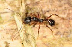 Aphaenogaster picea