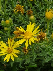 Chrysanthrax edititius