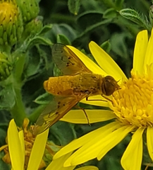 Chrysanthrax edititius