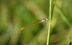 Agriocnemis keralensis
